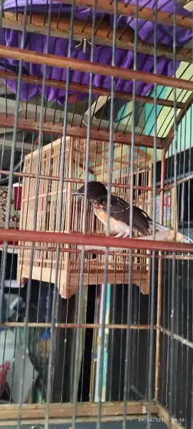 Murai batu trotol