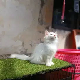 Kitten persia jantan