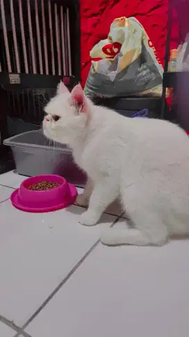 Persia peaknose exotic jago kawin