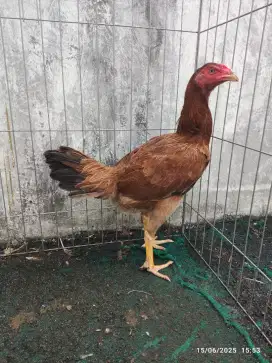 Ayam Bangkok betina, babon bangkok