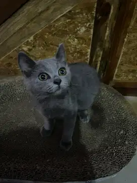 kucing british short hair usia 4 bulan jantan & betina