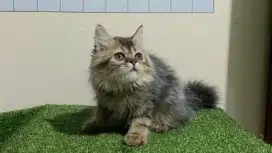 Kucing persia/jantan/2,5 bulan