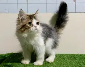 Kucing persia/jantan/2,5 bulan
