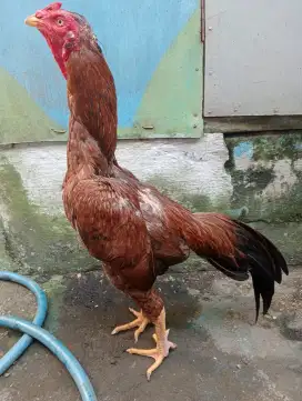 Ayam bulbi Monggo