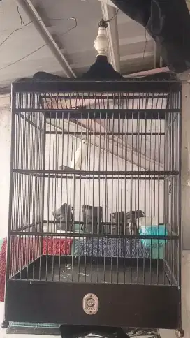 jual sangkar ebod nomer 3