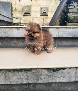 Anjing Pom mini TERMURAH