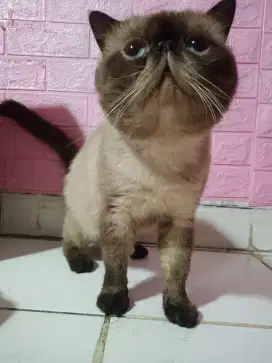 jual kucing himalaya