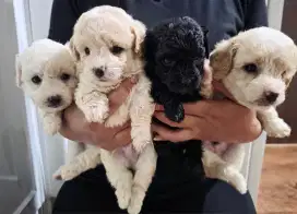 Dijual anak anjing pudel no stambum