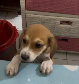 MIX BEAGLE MINI POMP