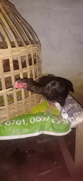 Bulbi Bangkok siap bertelur
