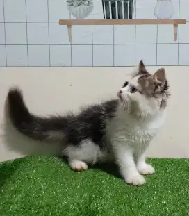 Kucing persia/jantan/2,5 bulan