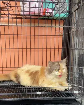 Persia Flatnose Calico (Hamil)
