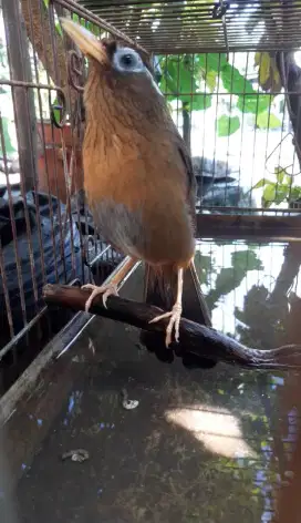 Burung wambi gacor jinak