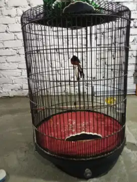 Murai 2 kali Urakan Burung mau mabung ke 3