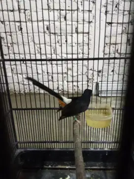 Murai batu lepas trotol burung Fighter gandeng jalan