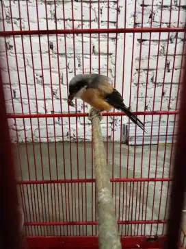 Cendet Betina Burung Posisi Mabung