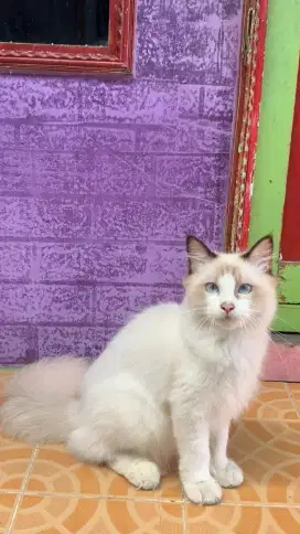 Kitten Maincoone x Ragdoll Male