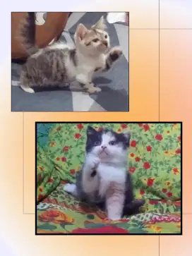 Sepasang Munchkin BSH Cebol dan BSH Calico NP