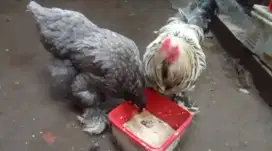 Ayam brahma sepasng induk