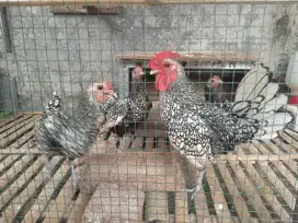 Ayam batik italy
