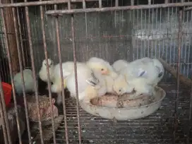 Anakan Ayam Brahma