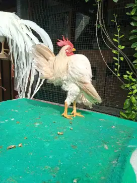 Jago Ayam Serama