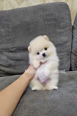 Anjing teacup Pom Pomeranian