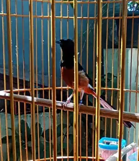 Murai Batu Spesial karet 2