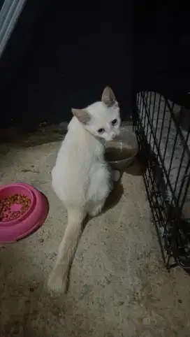 Kucing mix anggora