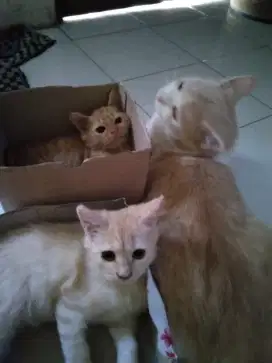 Jual anak kucing keturunan induk mixdom persia