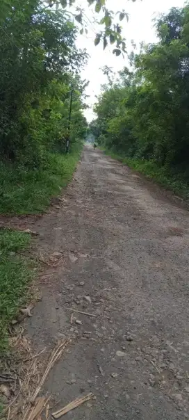 Kebun 9500 m2 untuk Ternak ayam Sumedang