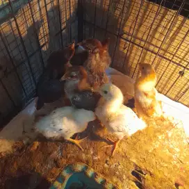 Ayam kampung petelur KPU Elba