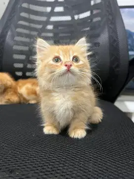Munchkin marble