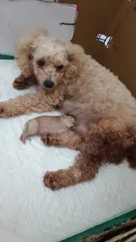 Jual anjing Poodle