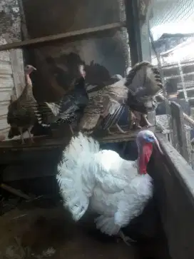 Indukan ayam kalkun