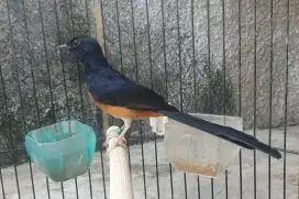 Murai medan istimewa 8 bulan lagi dokor