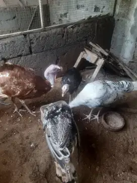 Ayam kalkun dewasa