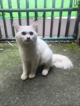 Kucing anggora/persia
