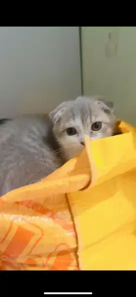 Kucing Kitten Scootish Fold Shorthair & British Shorthair