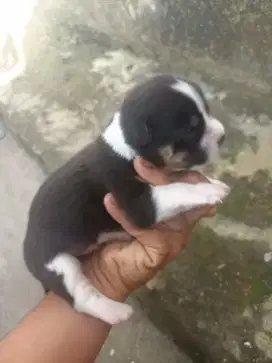 Pupoy corgi mix pom jantan 5 minggu