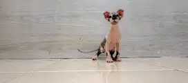 Kucing Sphynx levkoy