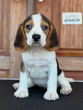 Puppy Beagle, Lucu dan Lincah, Siap Menjadi Teman Setia Anda!