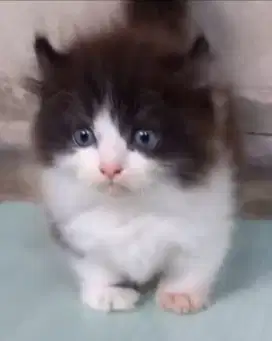 Munchkin kinkalow kitten jantan