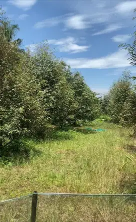 Dijual cepat, tanah kebun durian,126ubin,50 pohon montong bawor musang