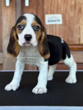 Puppy Beagle, Lincah dan Menggemaskan, Menanti Rumah Baru!