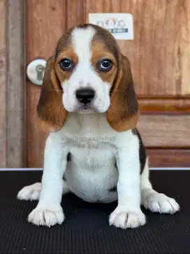 Beagle, Anjing Cerdas dan Ceria, Siap Menjadi Teman Setia!