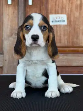 Puppy Beagle, Anjing Menggemaskan dan Penuh Semangat!