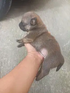 Pupoy Belgian mix jantan 5 minggu