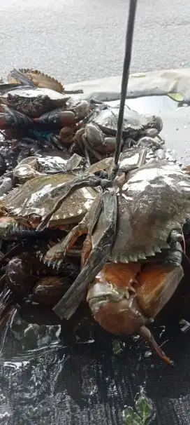 Kepiting Bakau Telur Medan