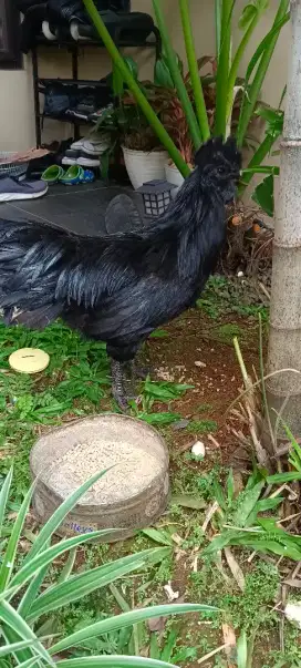 Ayam cemani hitam